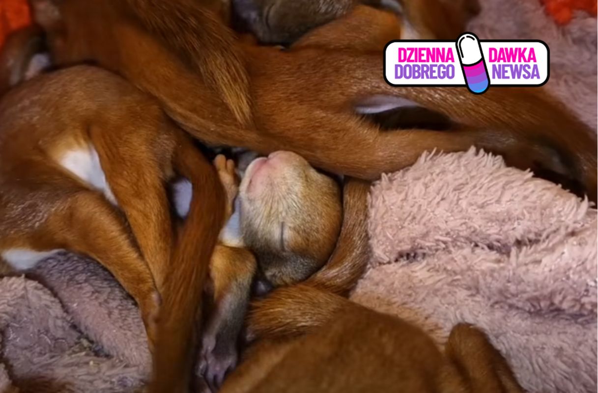 Pokazali urocze nagranie. Małe rudzielce podbijają serca internautów