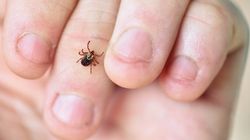 Bądź ostrożny podczas grzybobrania. Zapach potu przyciąga kleszcze jak magnes 