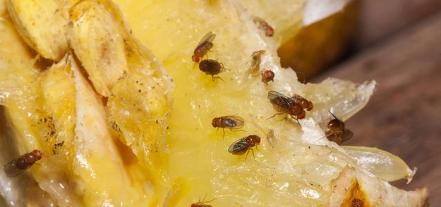 Domowe sposoby na muszki owocówki