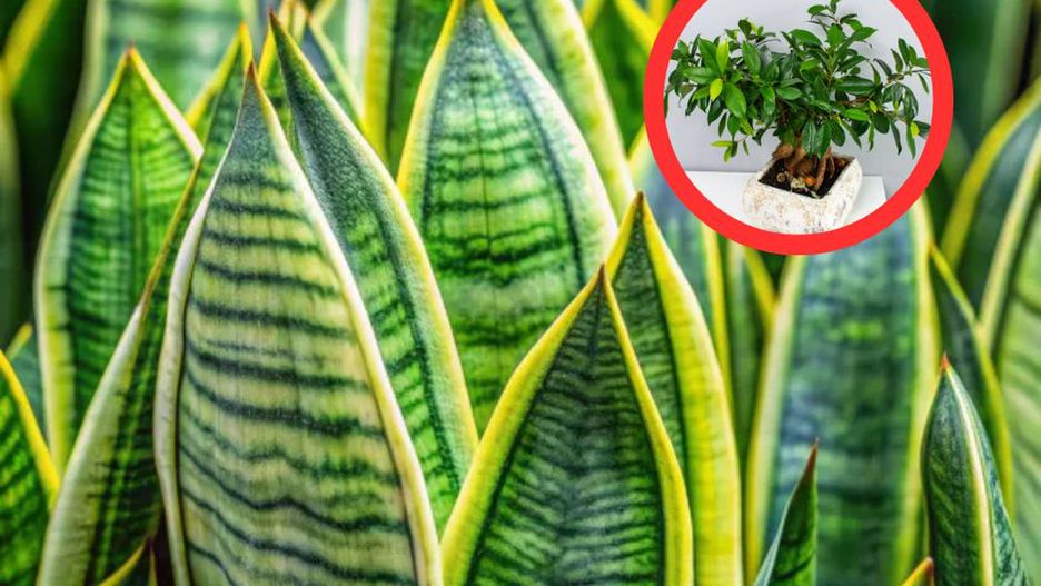 5 roślin wyróżnionych przez NASA. Powinny stać w każdej sypialni