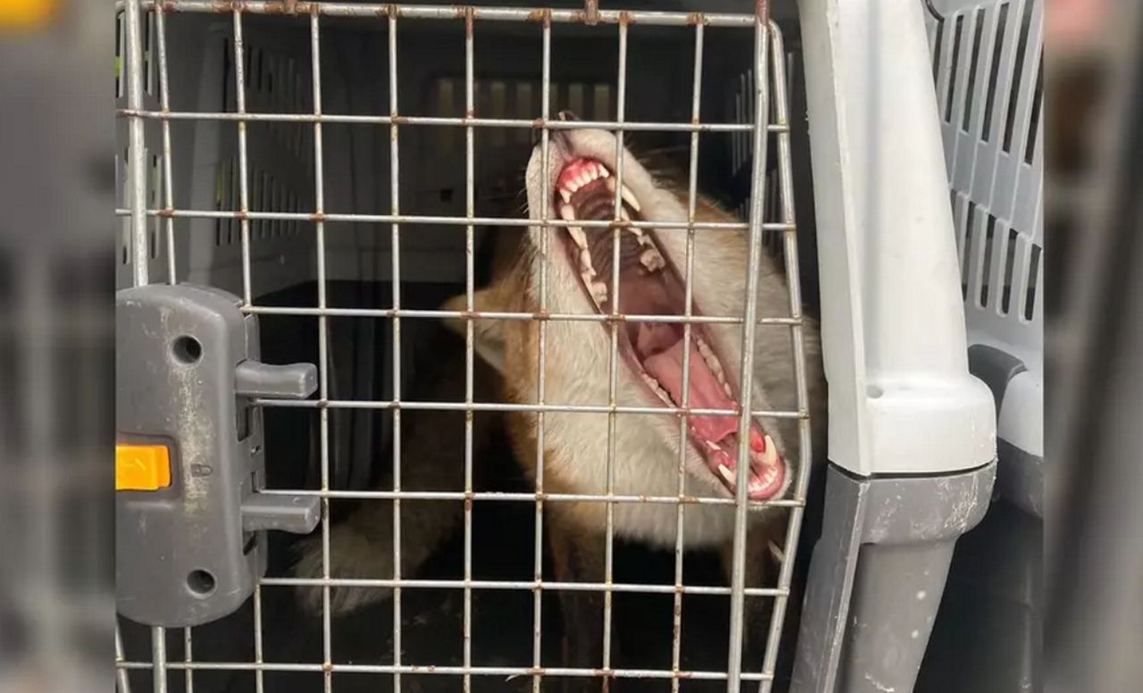 Wdrapał się na dach biurowca w Gdańsku. Pracownica wezwała służby