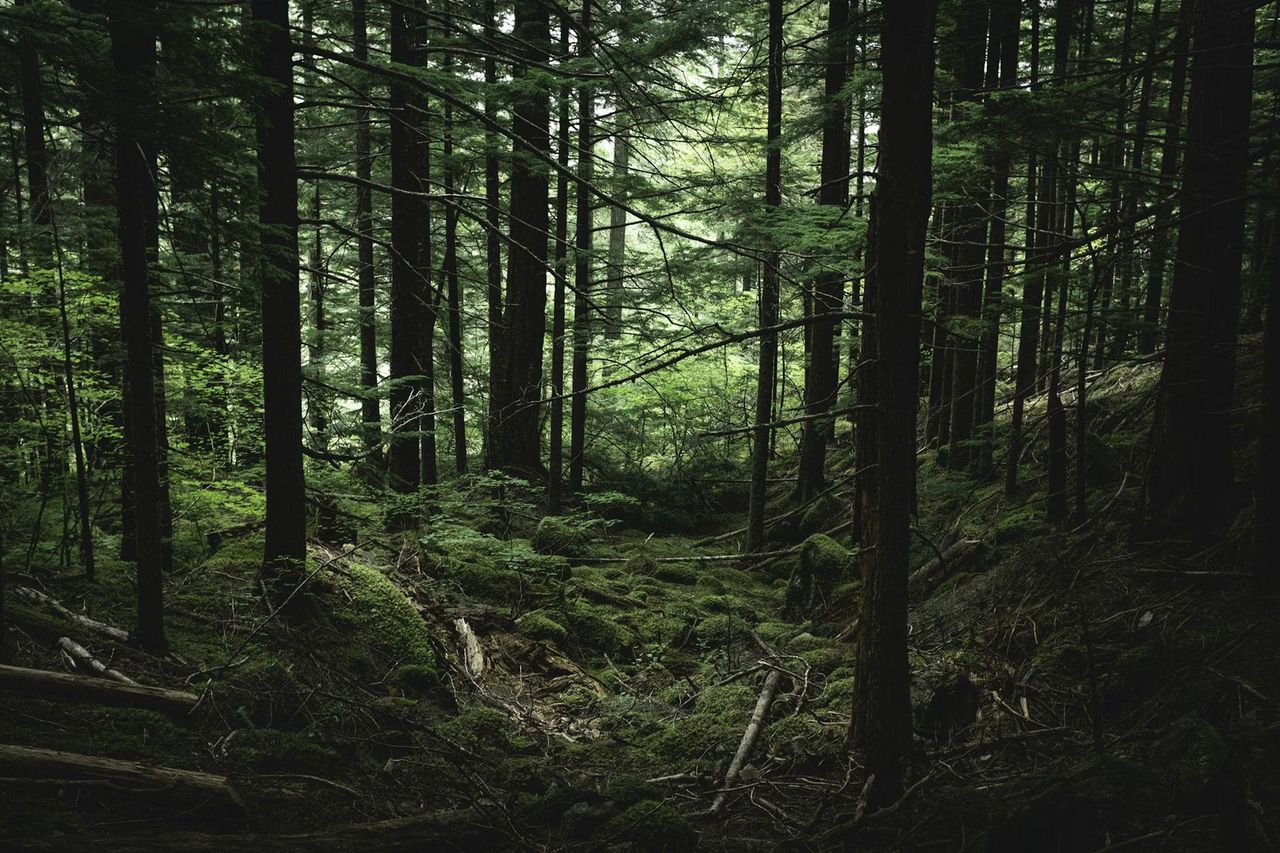 Forest, illustrative photo