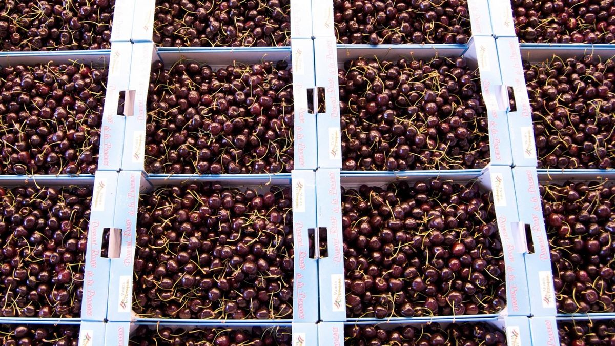 Czereśnie mogą znaleźć się w diecie cukrzyka, ale z umiarem