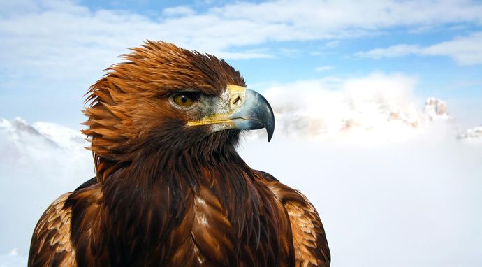 Kraina rysia iberyjskiego