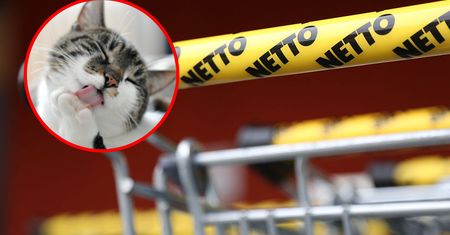 Światowy Dzień Kota z Netto. Karmy nawet 44 procent taniej, ale tylko do 14 lutego
