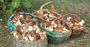 Pani Ewa poszła do lasu. Oto jej zbiory grzybów. Imponujące