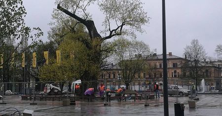 Plac Litewski bez Baobabu. Jest decyzja wojewódzkiego konserwatora zabytków