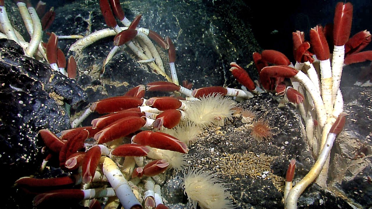 Hidden life thrives in ocean's secret volcanic caves