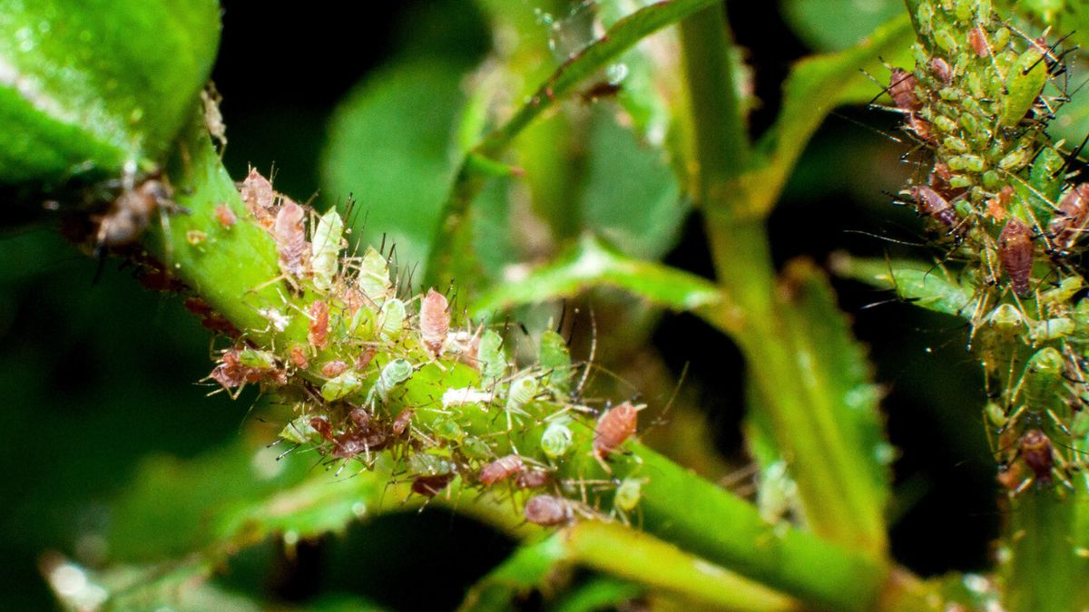 Mszyce niszczą róże