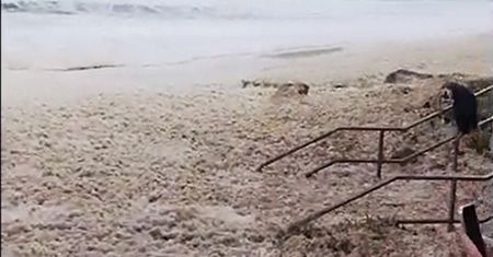 Niecodzienne wideo z plaży. Ogromna piana pokryła australijskie wybrzeże