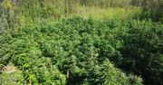 Policjanci zlikwidowali nielegalną plantację.