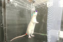 Szczury reagują na muzykę podobnie jak ludzie