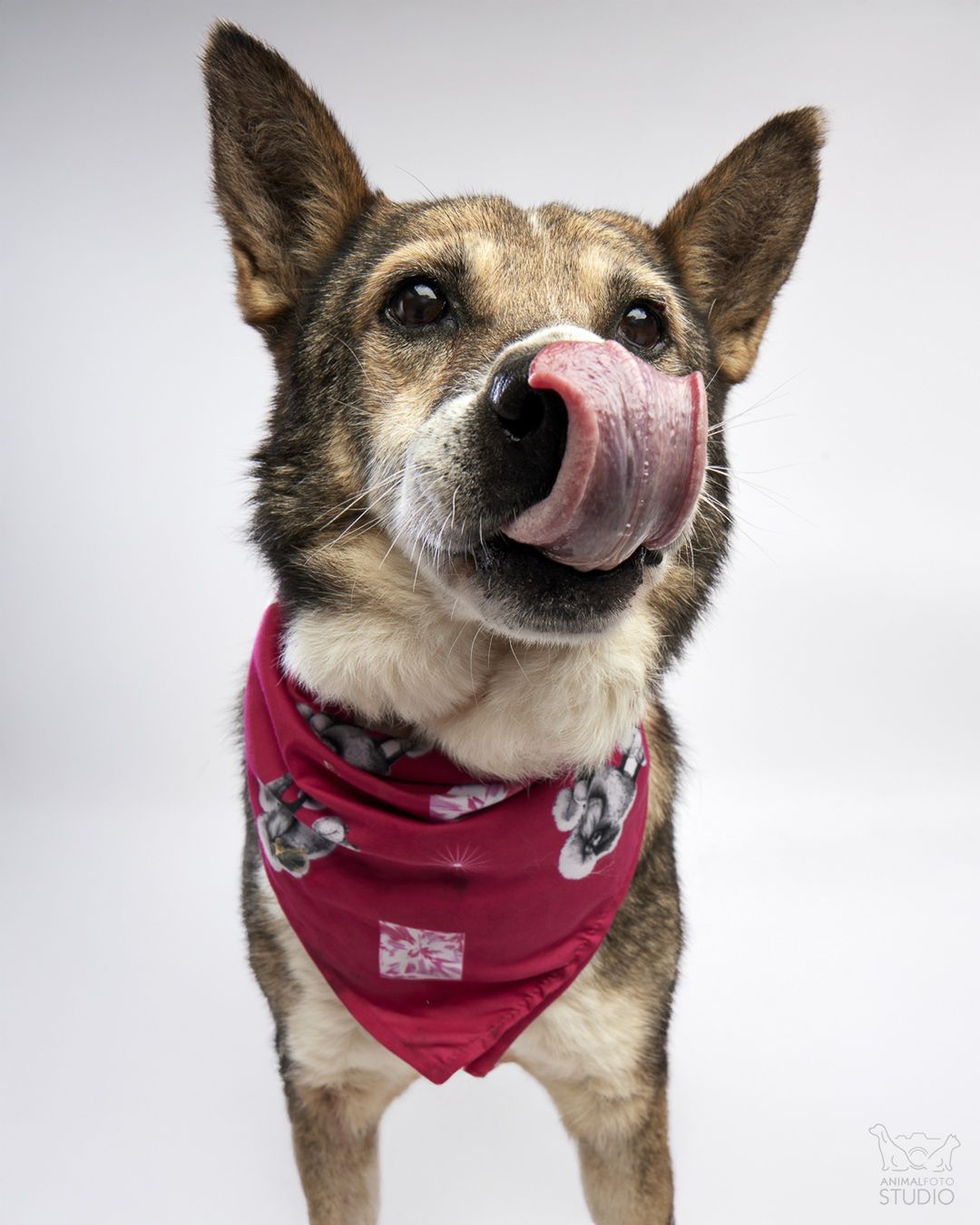 fot. Animal Foto Studio Kamil Czyżewski