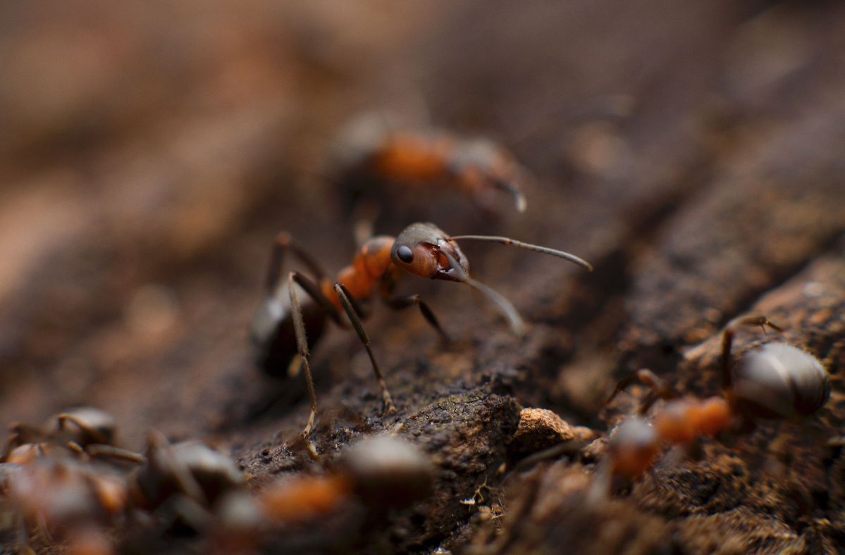 The lives of ants are threatened by climate change.