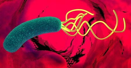 Helicobacter pylori. Jak wykryć tą bakterię?