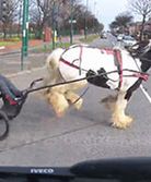 #dziejesiewmoto [296]: zaprzęg na skrzyżowaniu, szeryf na A2 i nieostrożny przestępca