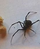 Jadowity pająk w sprowadzonym ze Stanów Zjednoczonych aucie