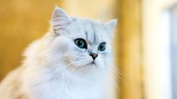 Kot perski - charakter, pielęgnacja, dieta, cena