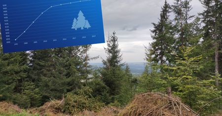 Czy naprawdę Polska wycina swoje lasy w pień? Sprawdziliśmy twarde dane, oto co pokazują
