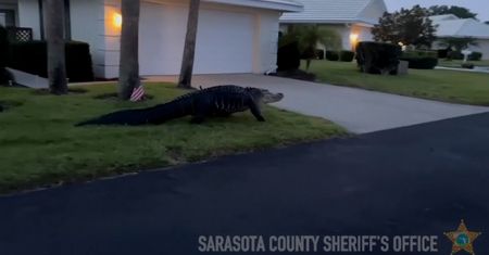 Trzymetrowy aligator spacerował przed domem. Zaskakujące nagranie z USA