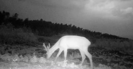 Burza zaskoczyła jelenia na polanie. Nagranie leśników z Biłgoraja