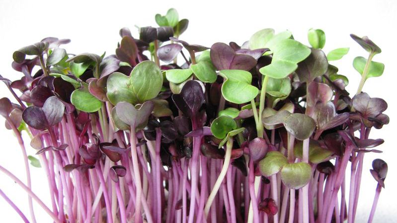 Surowe kiełki rzodkiewki