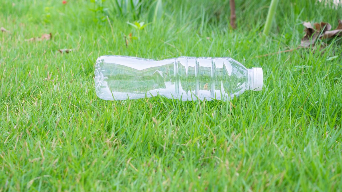 Prosty sposób pomoże pozbyć się mrówek z ogrodu