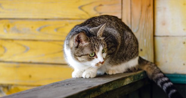 Kot zaginął podczas upału? Najpierw sprawdź garaże i szopy