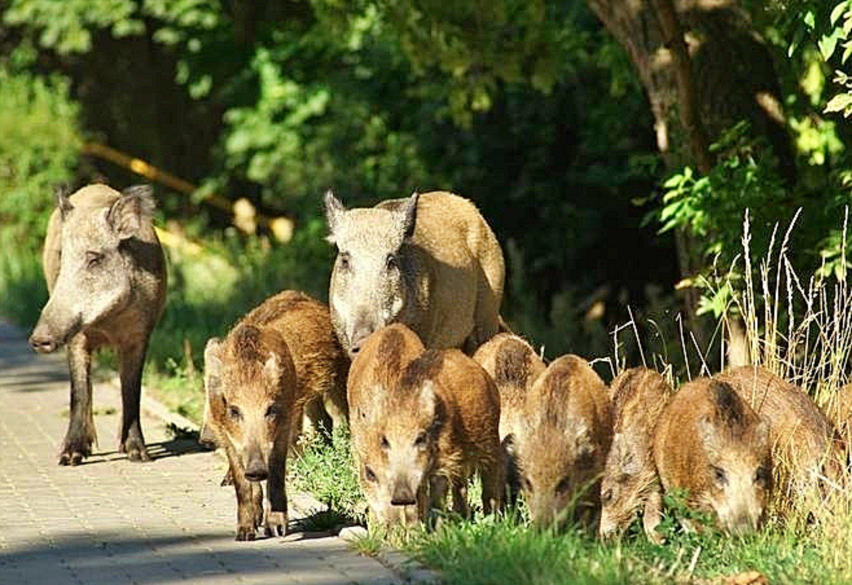 Dziki można coraz częściej spotkać w miastach.