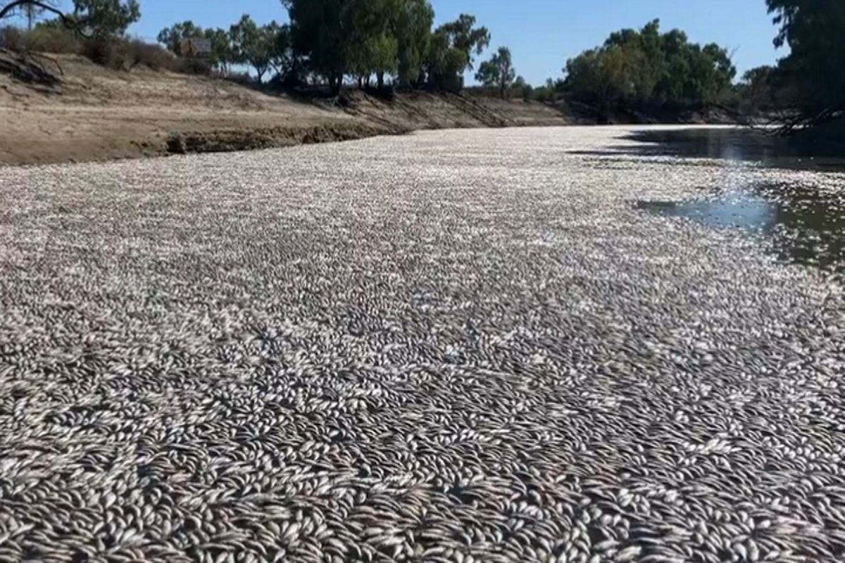Usuwają z australijskich rzek martwe ryby. Są przerażeni skalą klęski