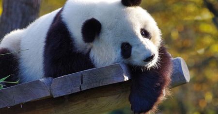 Śmierć pandy w Tajlandii. Chiny zapowiedziały śledztwo w tej sprawie