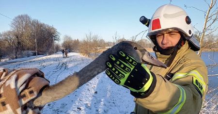 Łabędzie przymarzły do jeziora. Na pomoc ruszyli strażacy