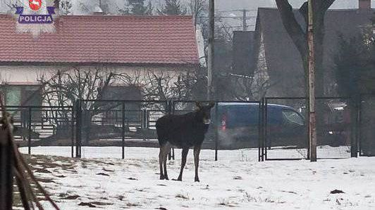 łosie w lubartowie