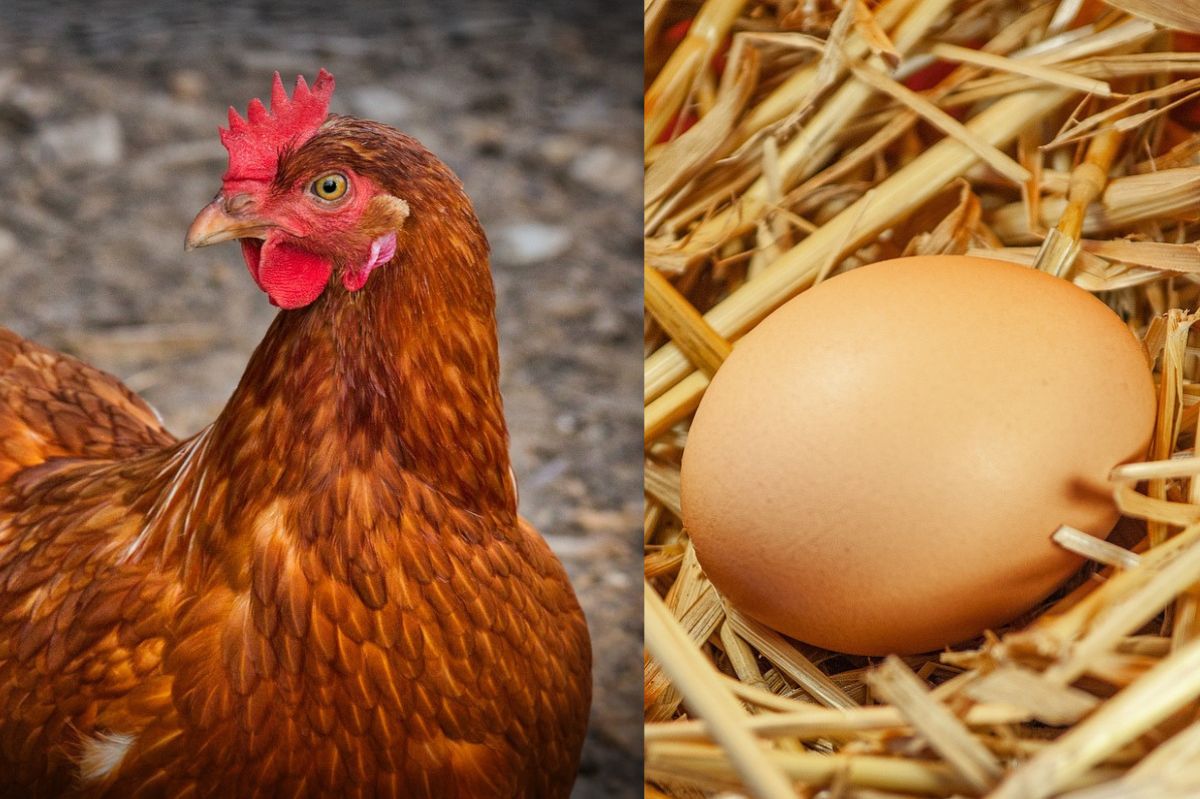 Eggs predating animals: Ancient discovery rewrites history