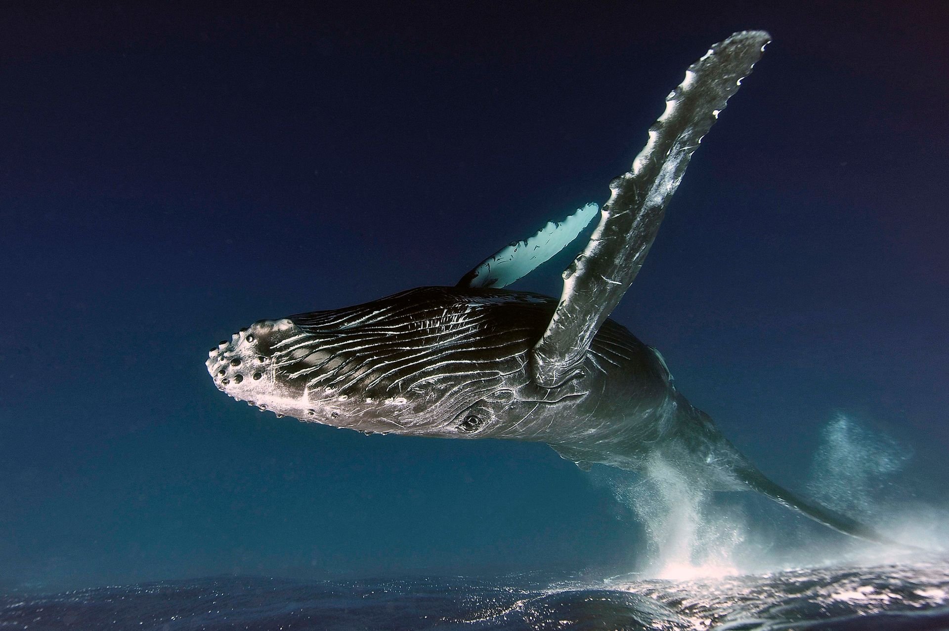 Nature Photographer of the Year 2019: Najpiękniejsze zdjęcia przyrody wybrane 7