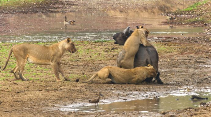Królestwo zwierząt
