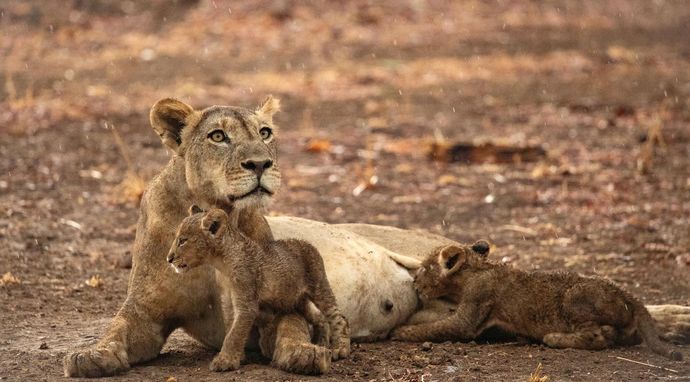 Królestwo zwierząt
