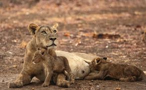 BBC Earth HD Królestwo zwierząt