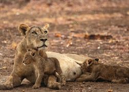 BBC Earth HD Królestwo zwierząt