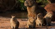 Chorzów: Papaja, Kiwi i Figa. Śląski Ogród Zoologiczny przedstawia nowe mieszkanki