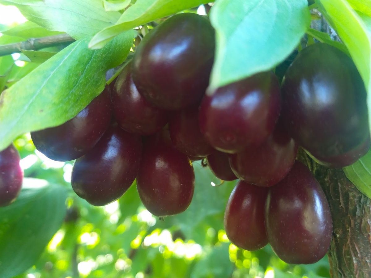 "Polska oliwka" - czy wiesz, jak wykorzystać jej moc? Wzmacnia odporność i wspiera odchudzanie