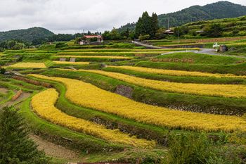 To znana firma z Japonii. Teraz wchodzi w rolnictwo