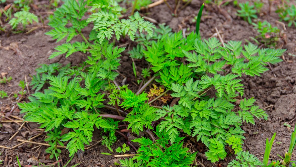 Szczwół plamisty łatwo pomylić z pietruszką