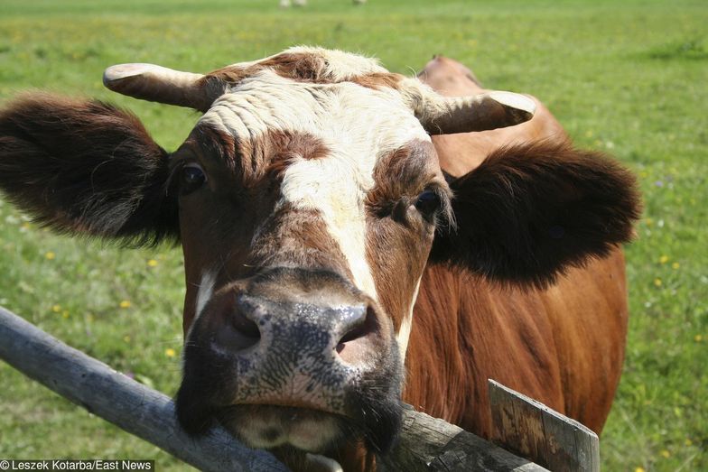 Choroba guzowata skóry bydła nadciąga z południa Europy.