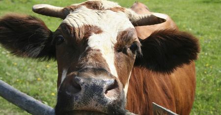 Choroba guzowata skóry bydła. Zbliża się do Polski z powodu ocieplania się klimatu