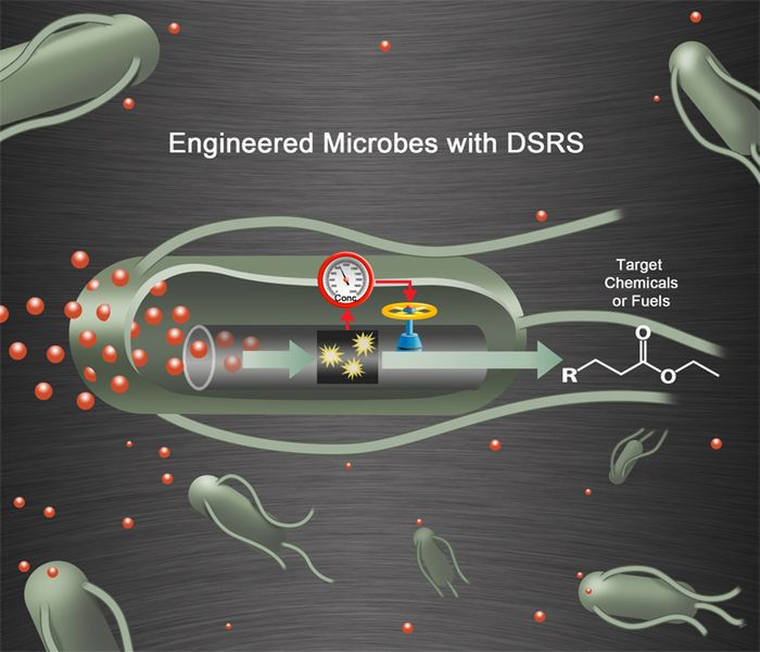 Schemat działania DSRS (rys. Physorg.com)