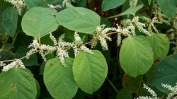 Rdestowiec japoński - właściwości, skutki uboczne i przeciwwskazania