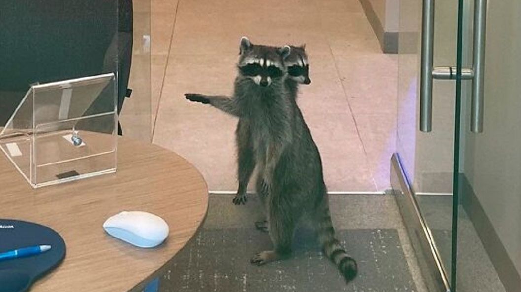 Dwa szopy włamały się do banku