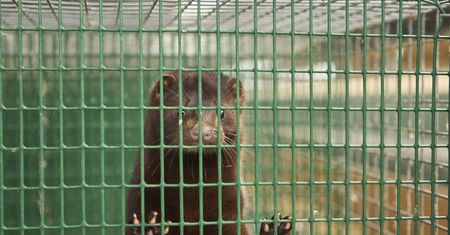 Koronawirus. Francja. Ognisko wirusa na jednej z ferm norek