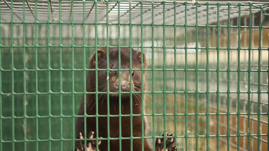 Koronawirus. Francja. Ognisko wirusa na jednej z ferm norek